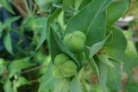 Euphorbia lathyris