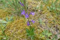 Lobelia urens