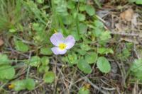 Baldellia ranunculoides