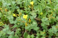 Hypericum elodes