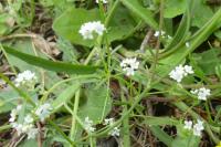 Galium palustre