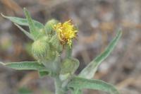 Andryala integrifolia