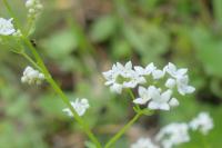 Galium palustre