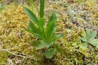 Lobelia urens