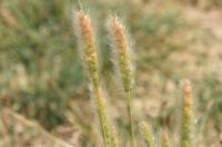Polypogon monspeliensis