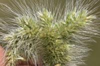 Polypogon monspeliensis