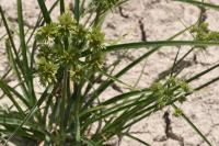 Cyperus eragrostis