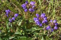 Prunella grandiflora