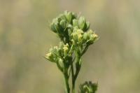 Bupleurum gerardi