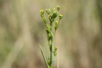 Bupleurum gerardi