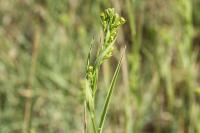 Bupleurum gerardi