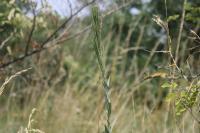 Turritis glabra