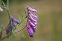 Vicia villosa