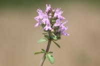 Thymus pulegioides