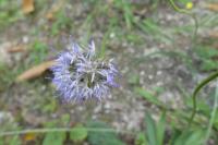 Jasione montana