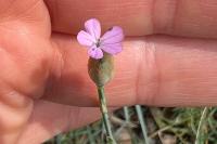 Petrorhagia prolifera