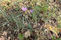 Petrorhagia prolifera