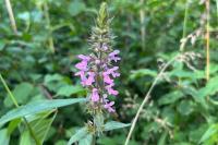 Stachys palustris