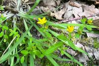 Hypericum humifusum