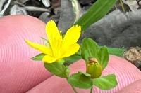 Hypericum humifusum