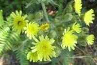 Andryala integrifolia