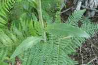 Andryala integrifolia