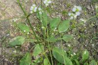 Alisma plantago-aquatica