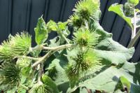 Arctium lappa