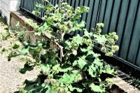 Arctium lappa