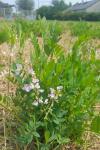 Galega officinalis