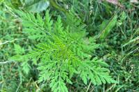 Ambrosia artemisiifolia