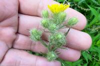 Crepis setosa