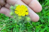 Crepis setosa