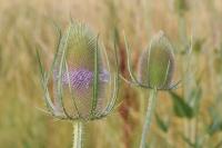 Dipsacus fullonum