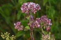 Origanum vulgare