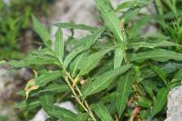 Persicaria amphibia