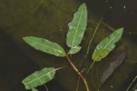 Persicaria amphibia