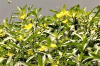 Ludwigia