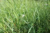 Lathyrus pannonicus