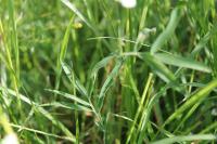 Lathyrus pannonicus
