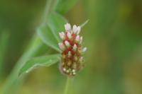 Trifolium striatum
