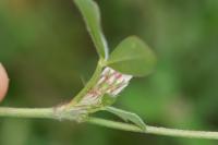 Trifolium striatum