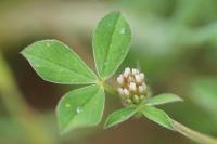 Trifolium striatum