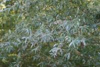 Salix alba