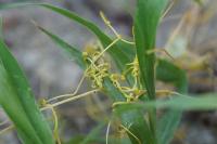 Cuscuta campestris