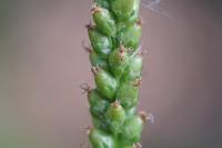 Plantago major