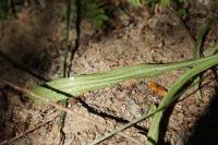Plantago lanceolata