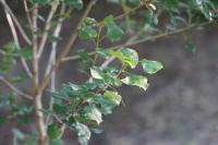 Populus nigra