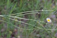Tripleurospermum inodorum