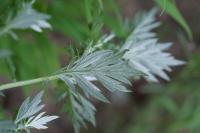Artemisia vulgaris
